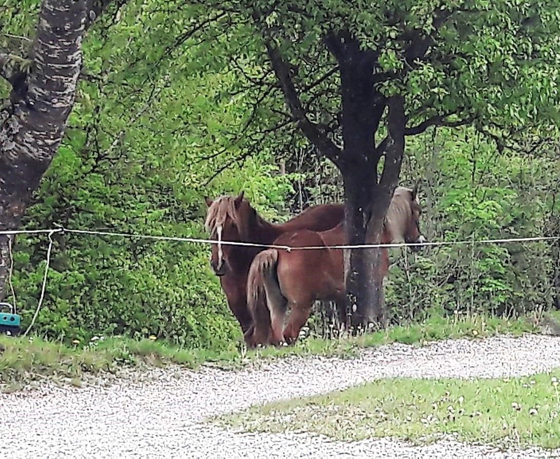 Zwei Pferde auf Weide stehen dicht beieinander