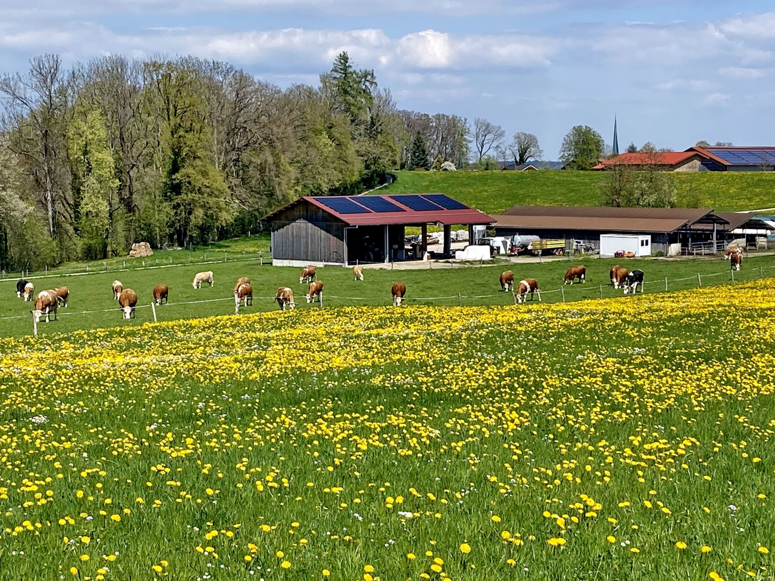 Wiese mit viel Löwenzahn. Weit hinten grasen Kühe gemütlich vor einem Bauernhof. Dahinter Bäume und darüber blauer Himmel