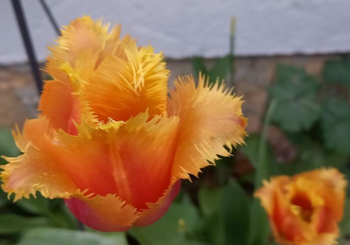 Orange Tulpe mit fransigen Rand