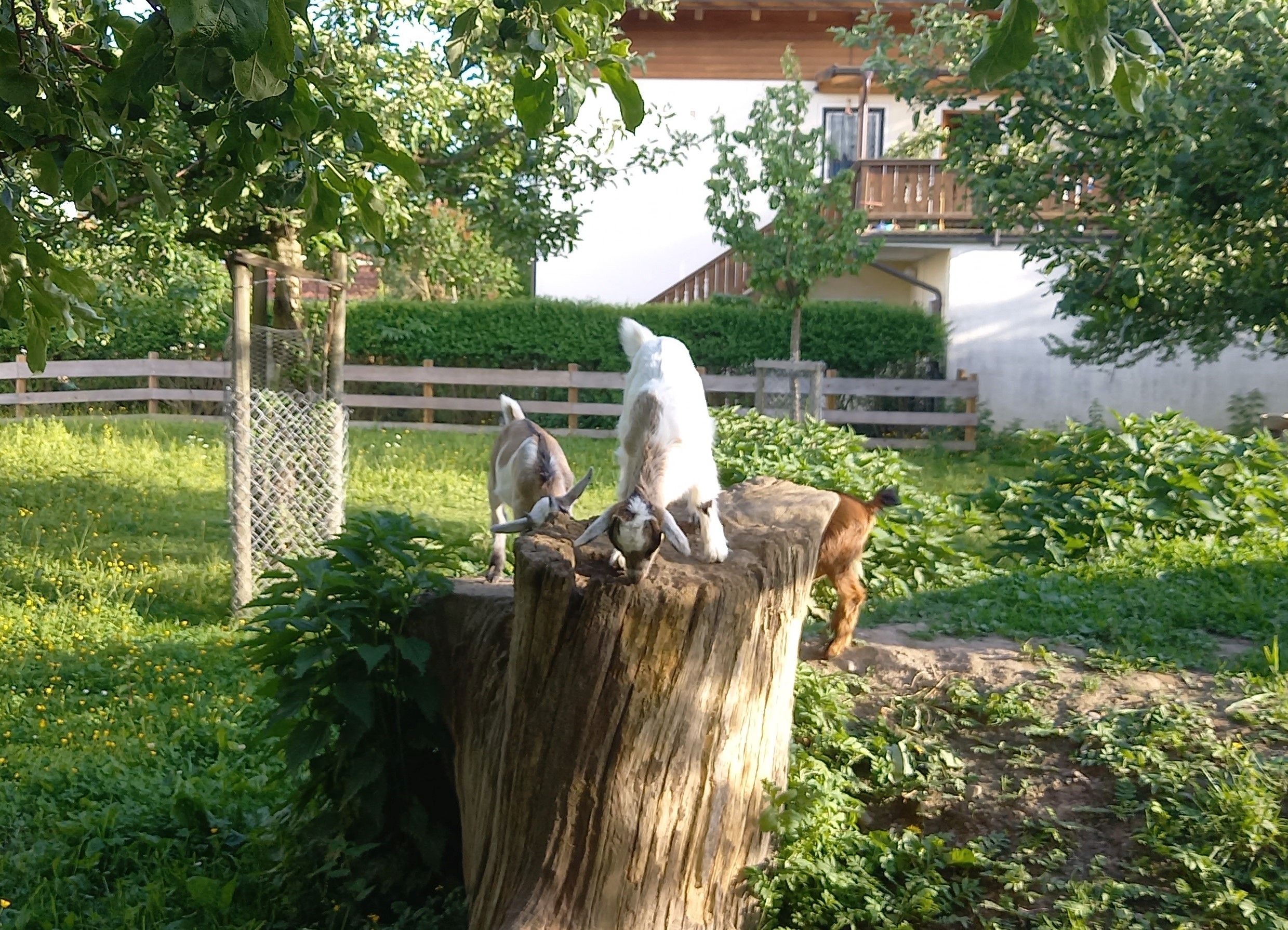 Zwei junge Ziegen auf Baumstamm