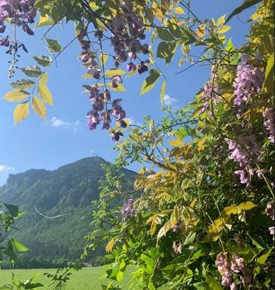 Blick durch blühenden Strauch hin zu den Bergen in Brannenburg im Landkreis Rosenheim