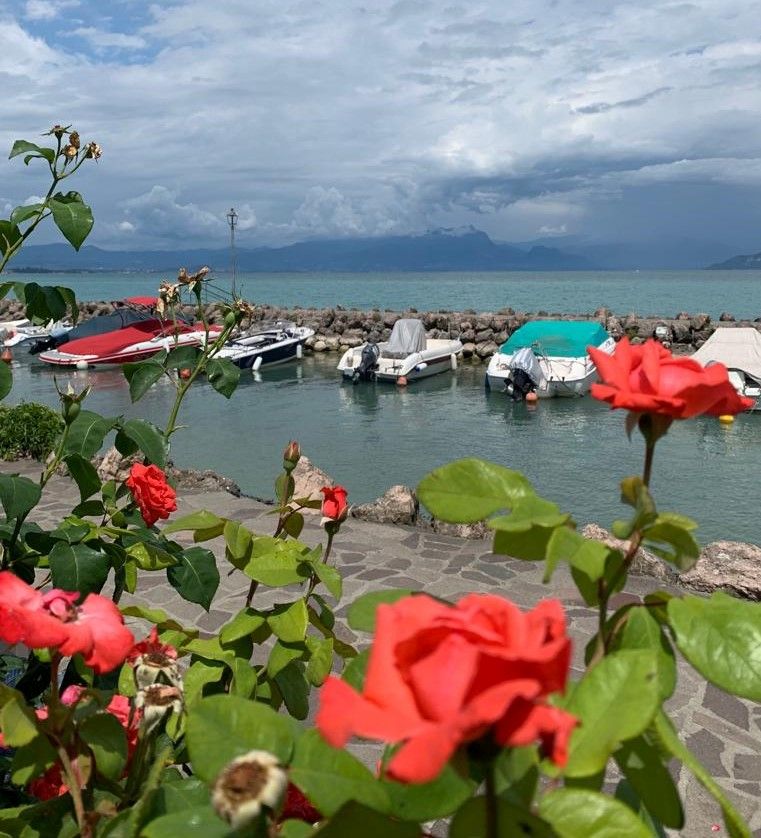 Rosen im Hafen am Gardasee