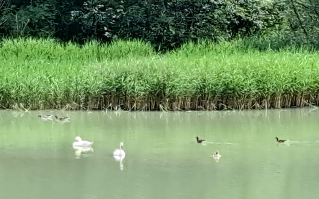 Besuch bei Großfamilie Schwan