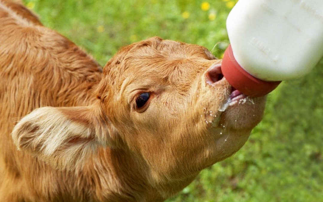 Heute ist Tag der Milch