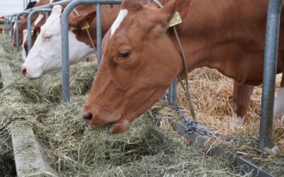 Rind stirbt bei Scheunenbrand in Eschenlohe – hoher Sachschaden