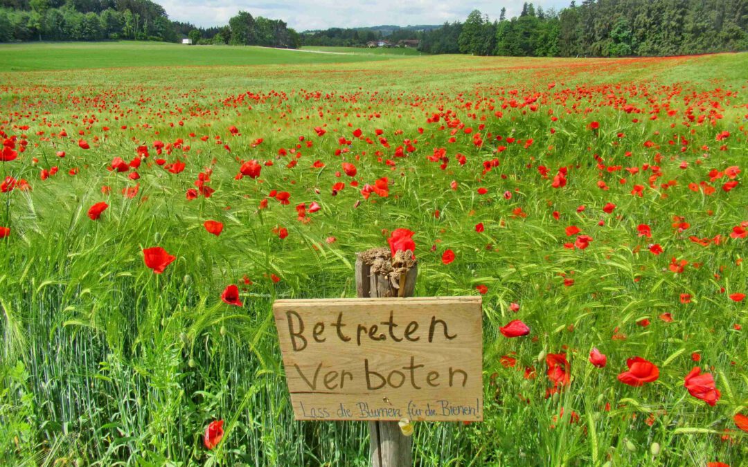 Farbenfrohes Getreidefeld in Zell bei Eggstätt