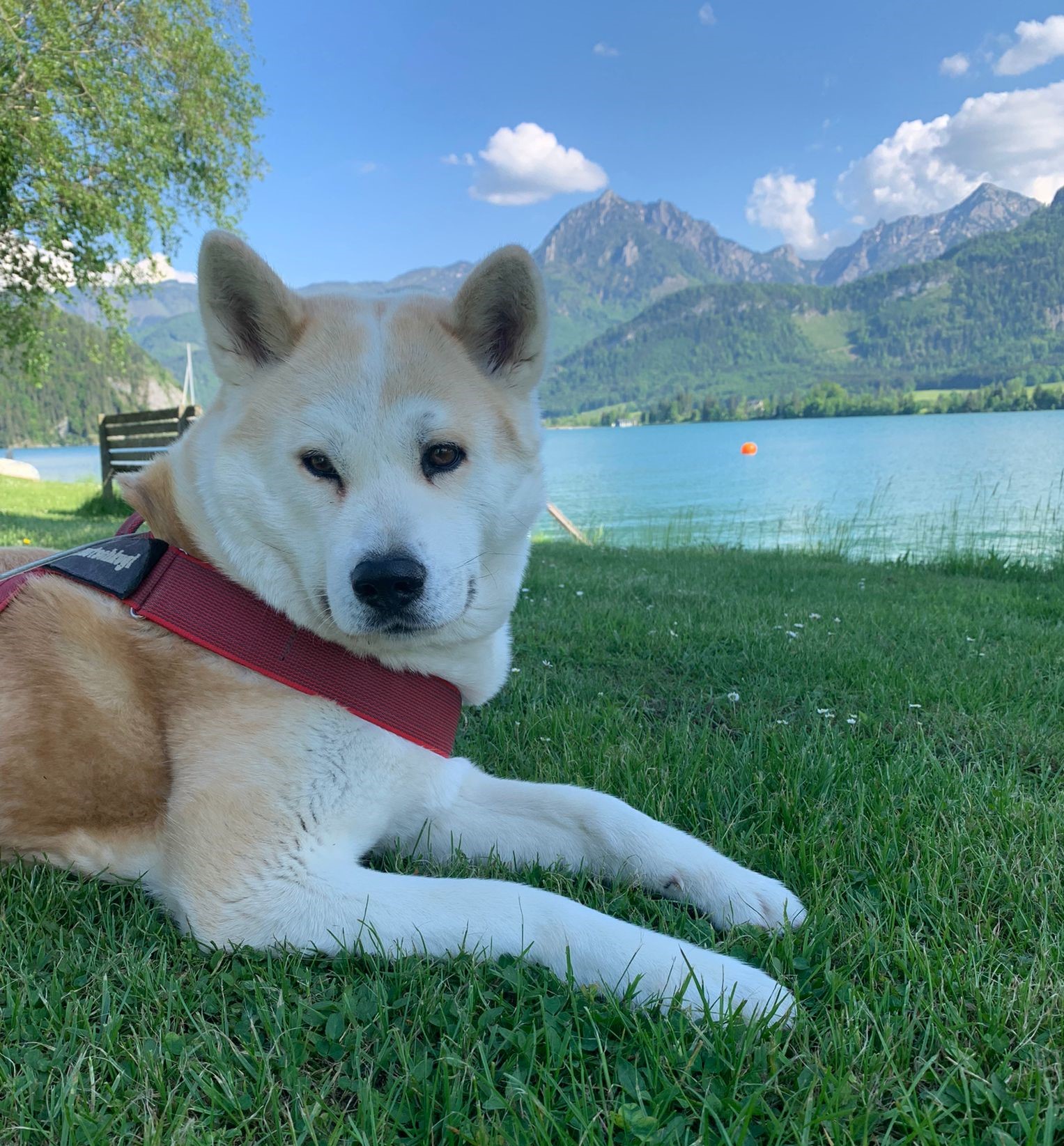 Hund, Rasse Akita liegt gemuetlich in der Wiese am See