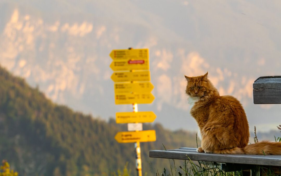 Katzenleben auf der Hochries