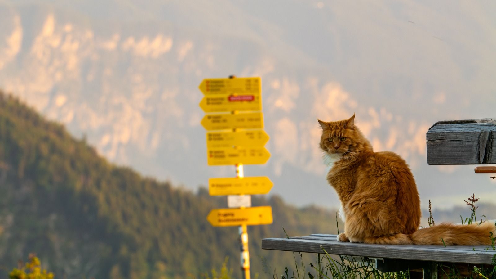 Rote Katze auf der Hochries neben Wanderschildern mit Bergkulisse im Morgendunst