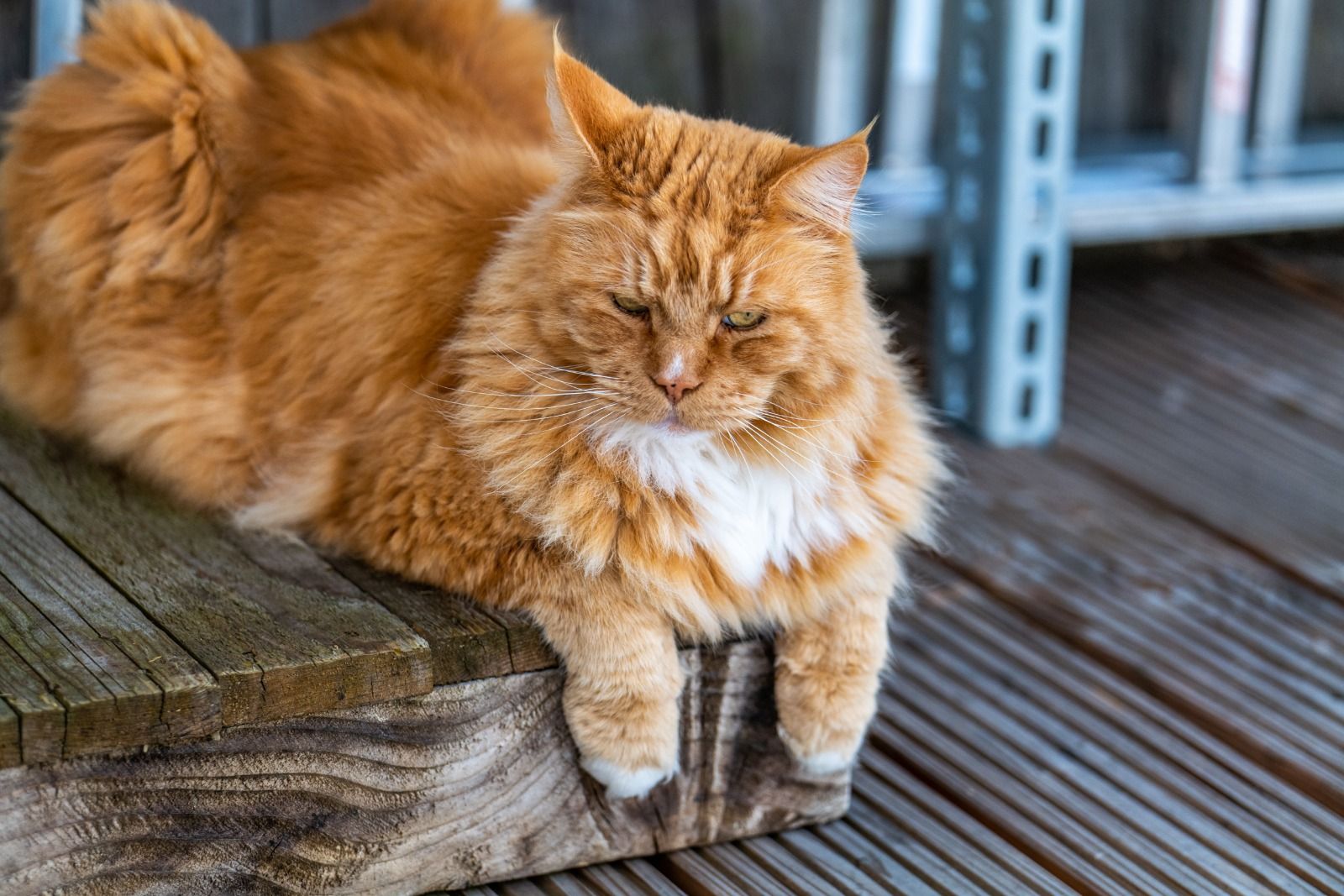 Rote Katze liegt auf Holzstuhl