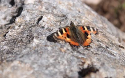 Schmetterlinge als Natur-Indikator – LBV startet Monitoring mit Hochschulgruppen in Bayern