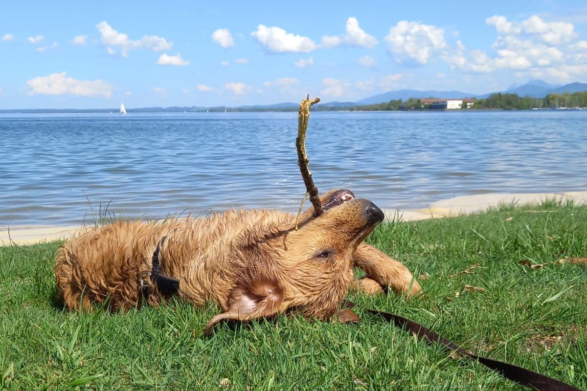 Golden Retriever Maxl spielt mit Stöckchen am Chiemsee-Ufer