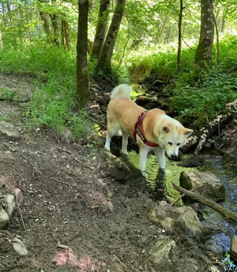 Hund, Akita, im Wald am Ufer eines Bachlaufs