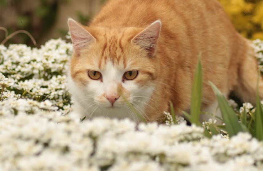 Rot-weisse Katze pirscht durch weiße Blumenwiese