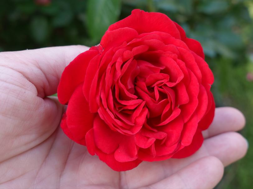 Leuchtend rote Rose in der linken Hand