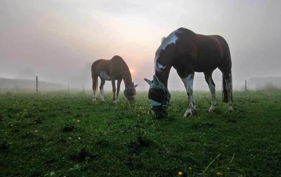 Zwei Pferde auf der Weide im Nebel