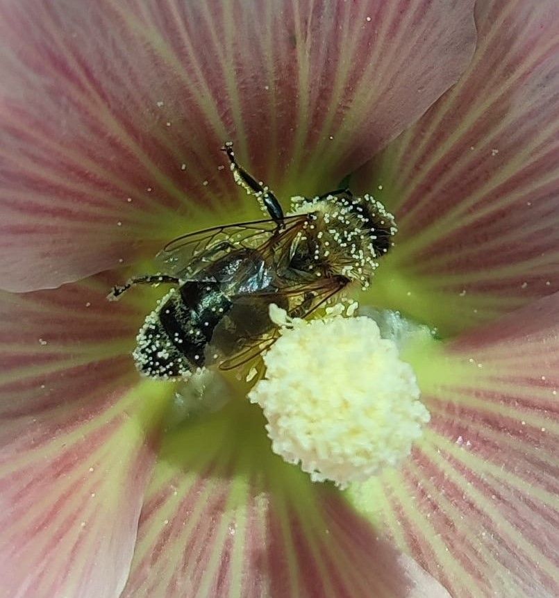 Eingestaubte Biene in Rosa Blüte