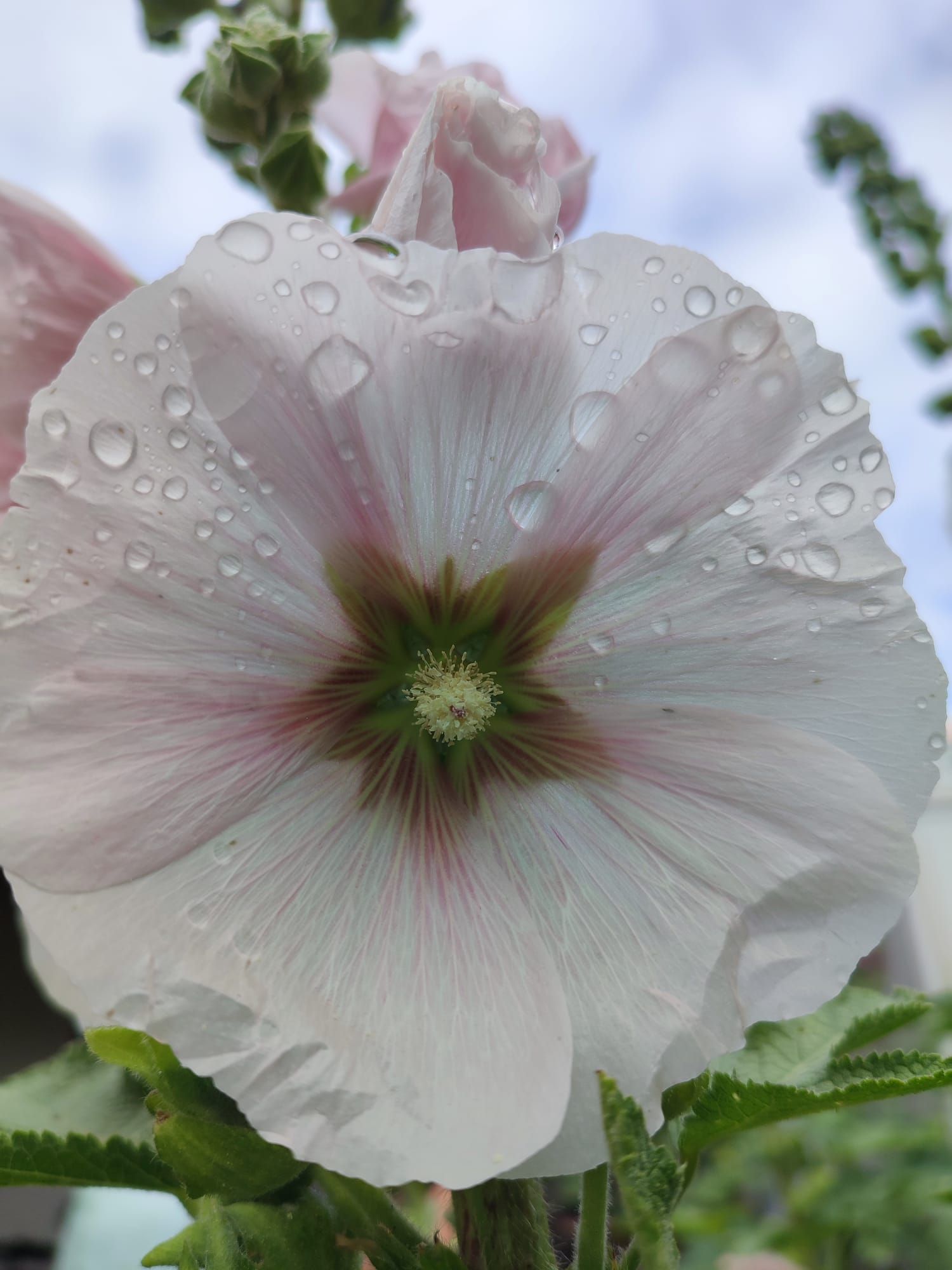 Weiß-Rosa Blüte mit Regentropen