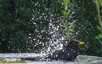 Hitze in Bayern: LBV empfiehlt Wasserstellen für Vögel und Insekten