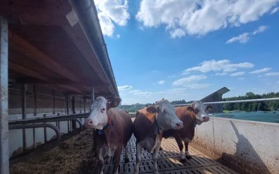 Mehr Tierwohl in Bayern Ställen