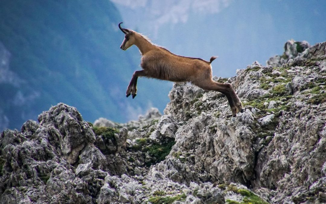 Sie steht es um das Symboltier der Alpen?