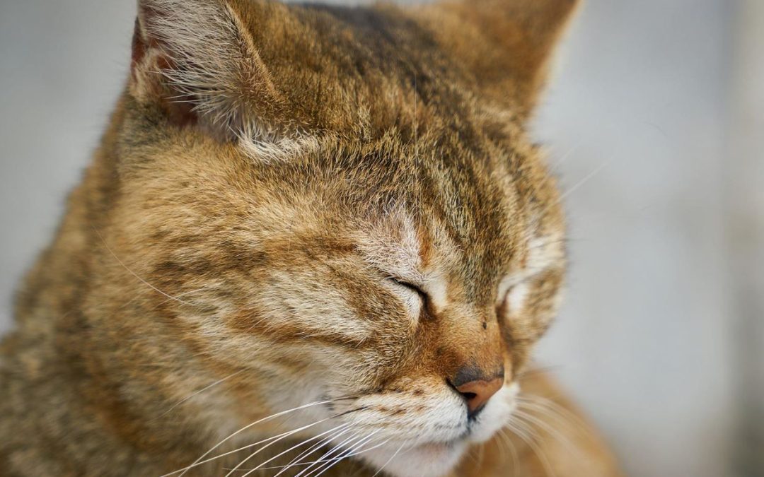 Katze mutwillig überfahren