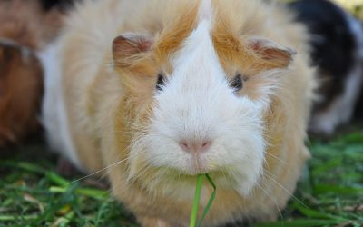 Wenn Meerschweinchen vor Freude hüpfen: Körpersprache und Laute richtig deuten