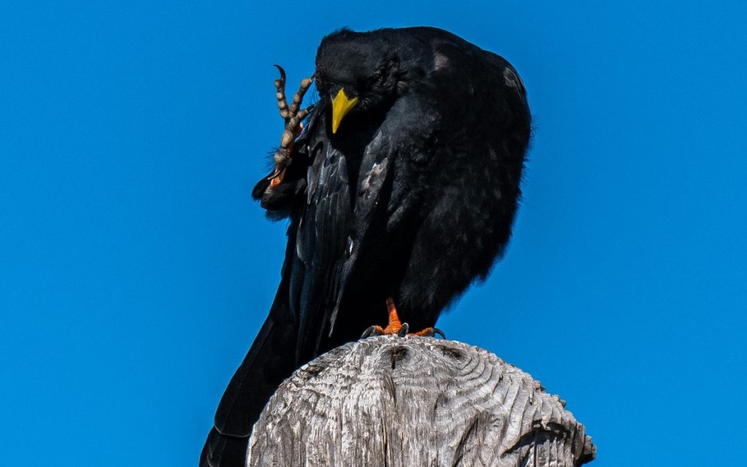 Wem zeigt die Dohle den Vogel?