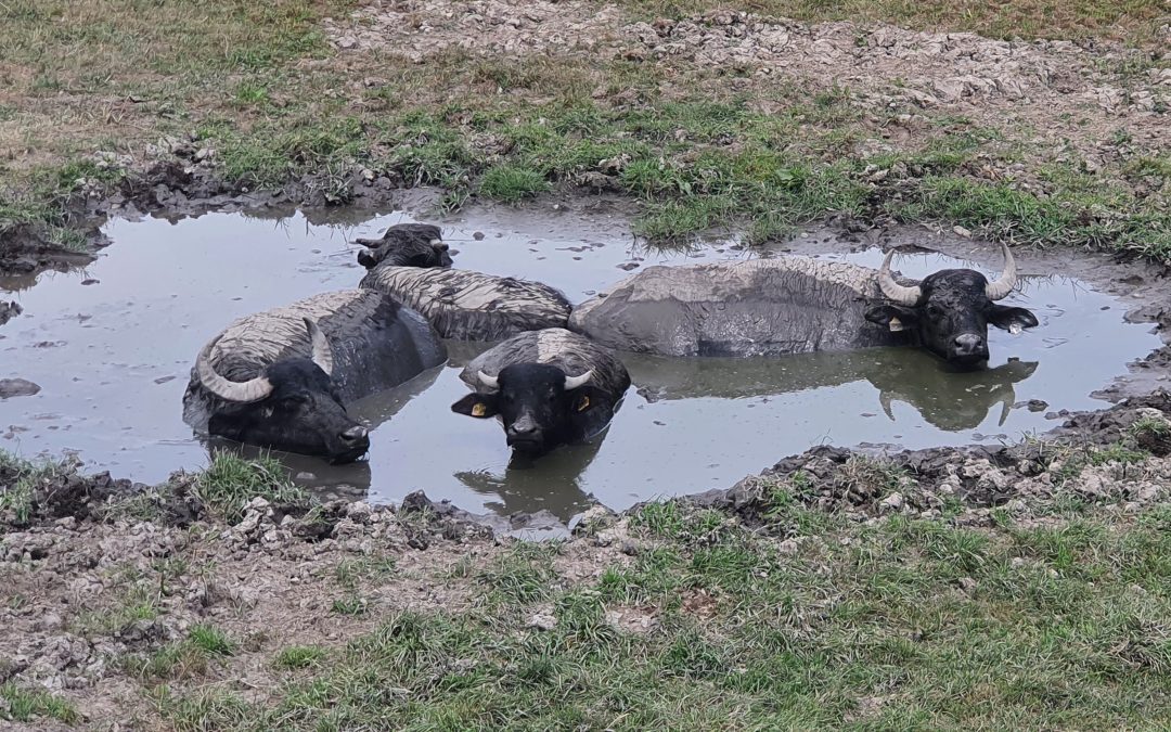 Wasserbüffel: Exotische Heimkehrer