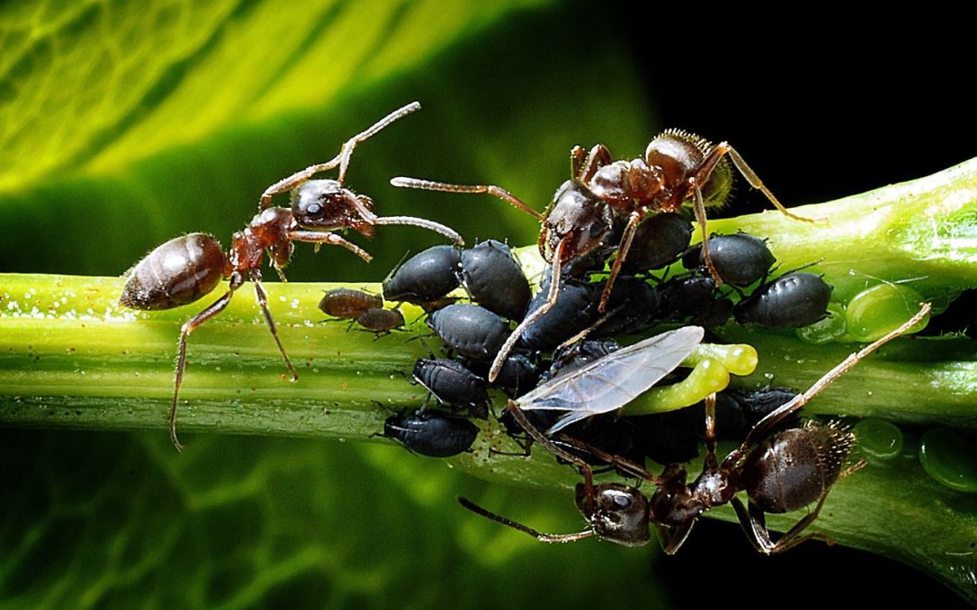 Wie viele Ameisen gibt es auf der Welt?
