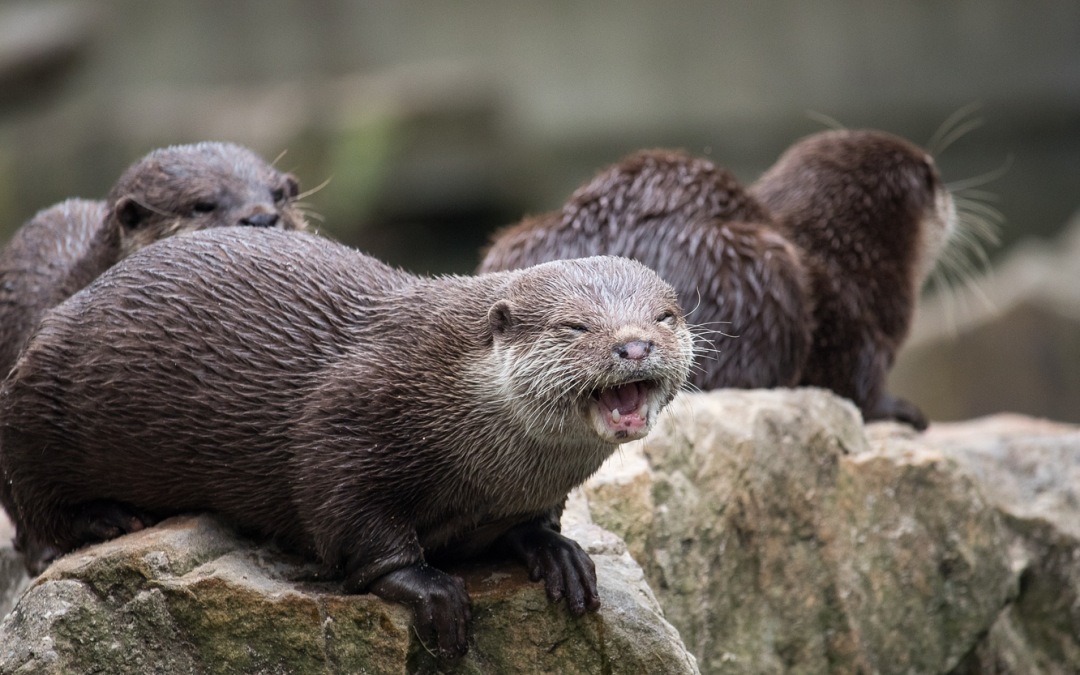 Debatte um Fischotter