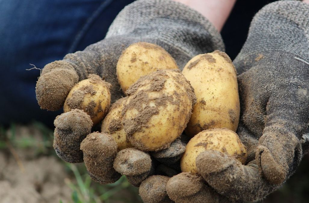 Kartoffel: Niedrigste Erträge seit 10 Jahren