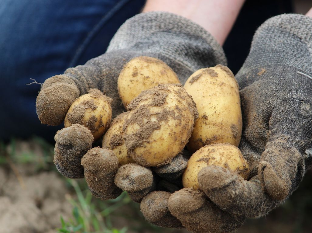 Kartoffel in den Händen
