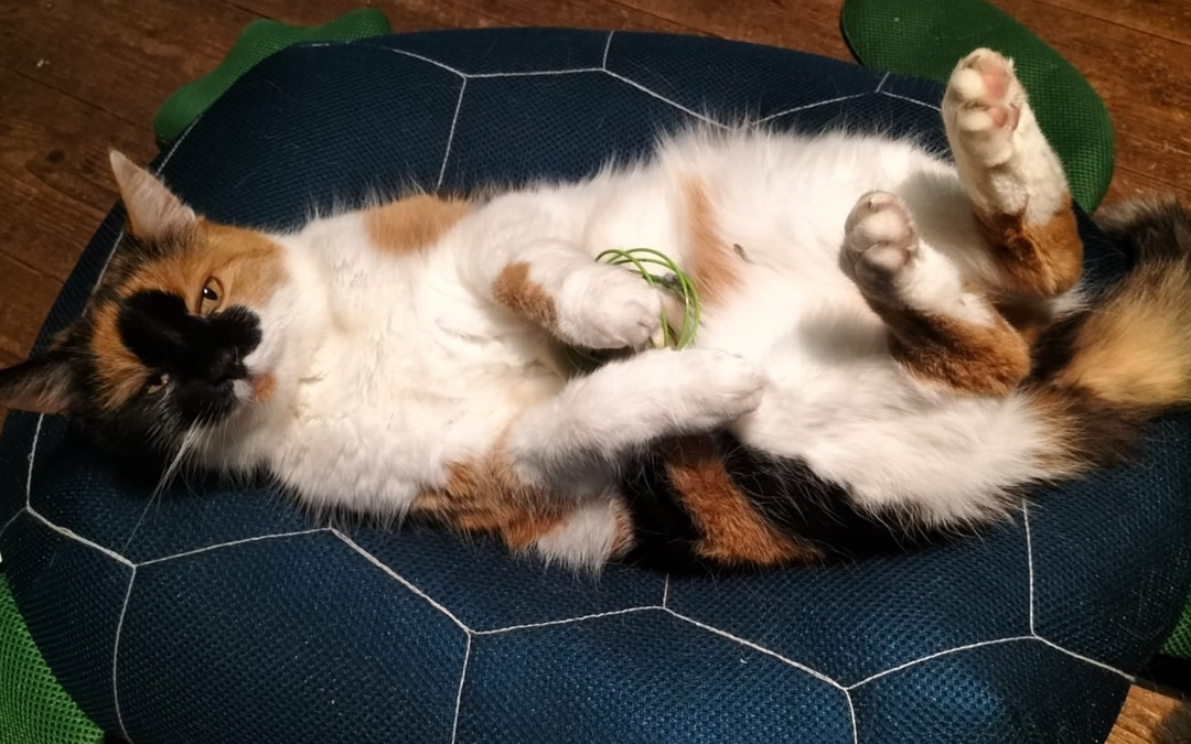 Wenn Langeweile zum Problem wird