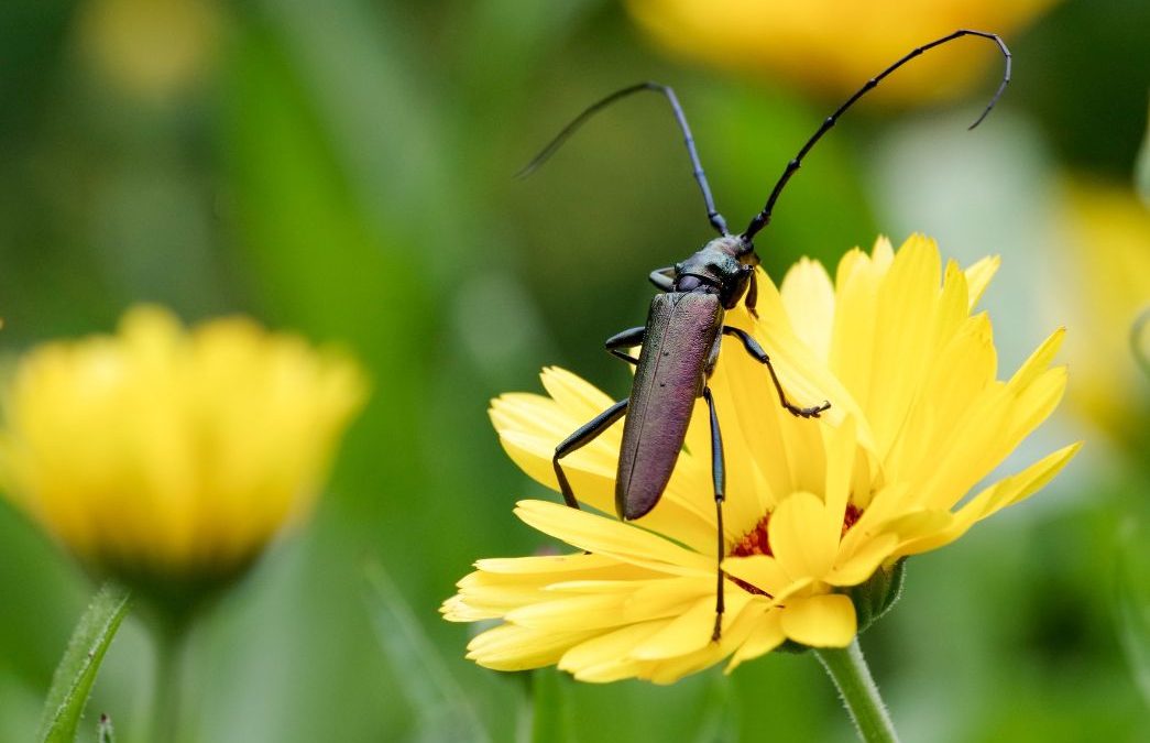 Moschusbockkäfer: Erstmals Pheromonfallen