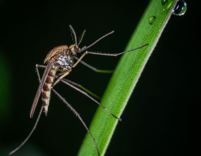 Heuer keine Steckmückenbekämpfung am Chiemsee