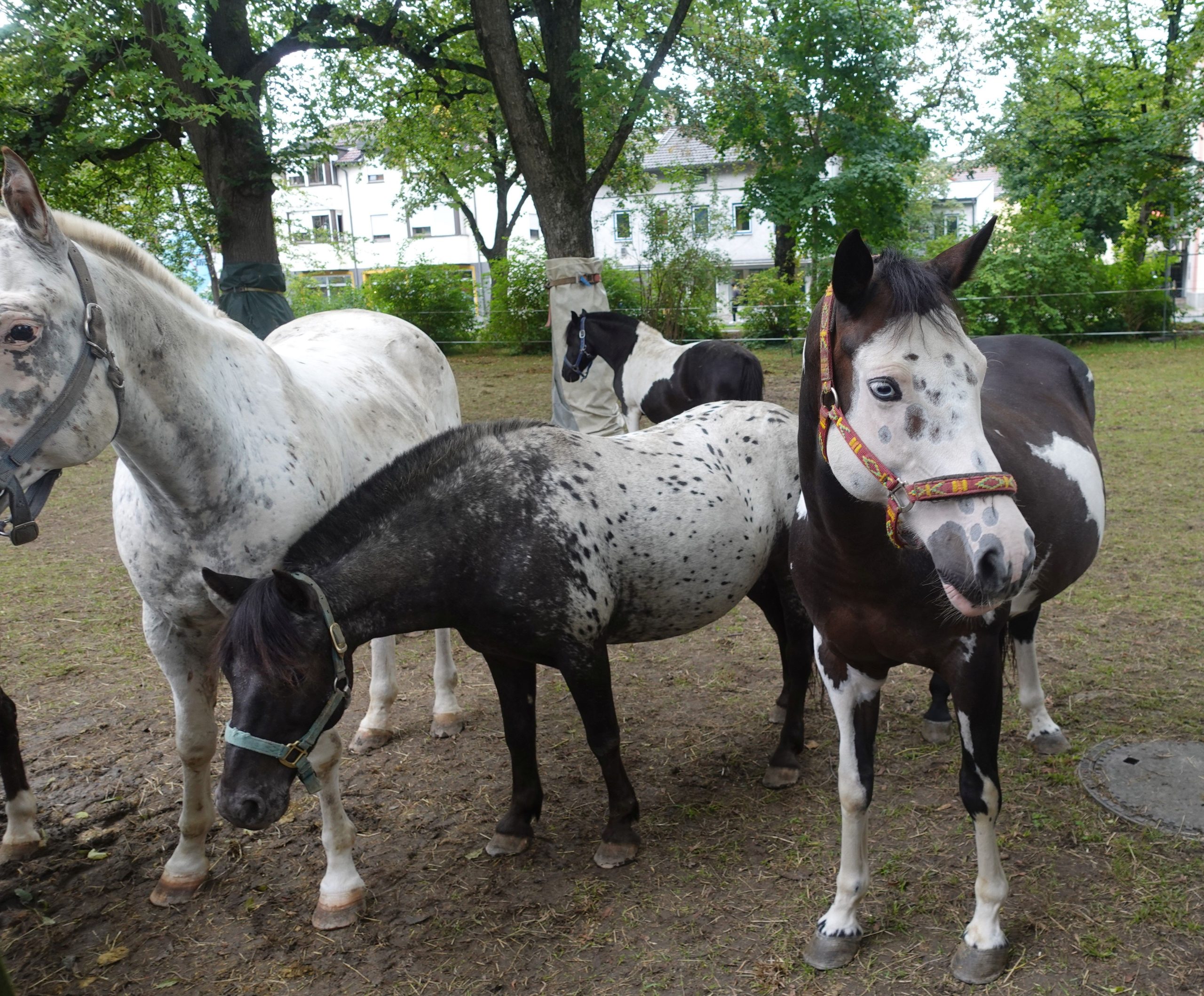 Blick auf die Koppel hinter der Manege des Ponyreitens auf dem Herbstfest Rosenheim mit vielen neugierigen Pferden