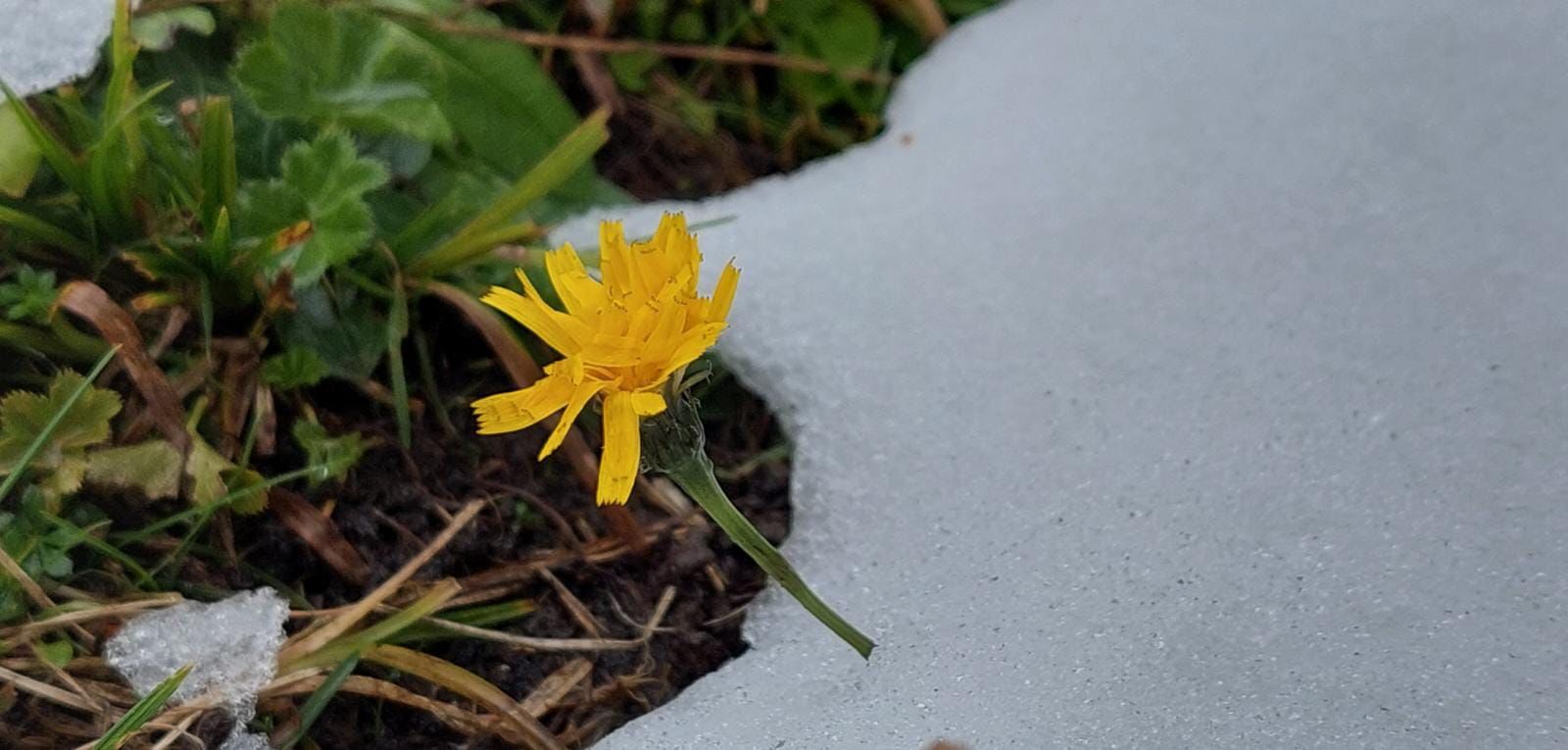 Gelbe Blüte am Wendelstein
