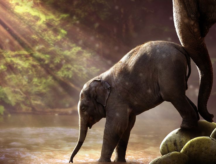 kleiner Elefant wird von Mama-Elefant liebevoll in einen Bach gedrängt.