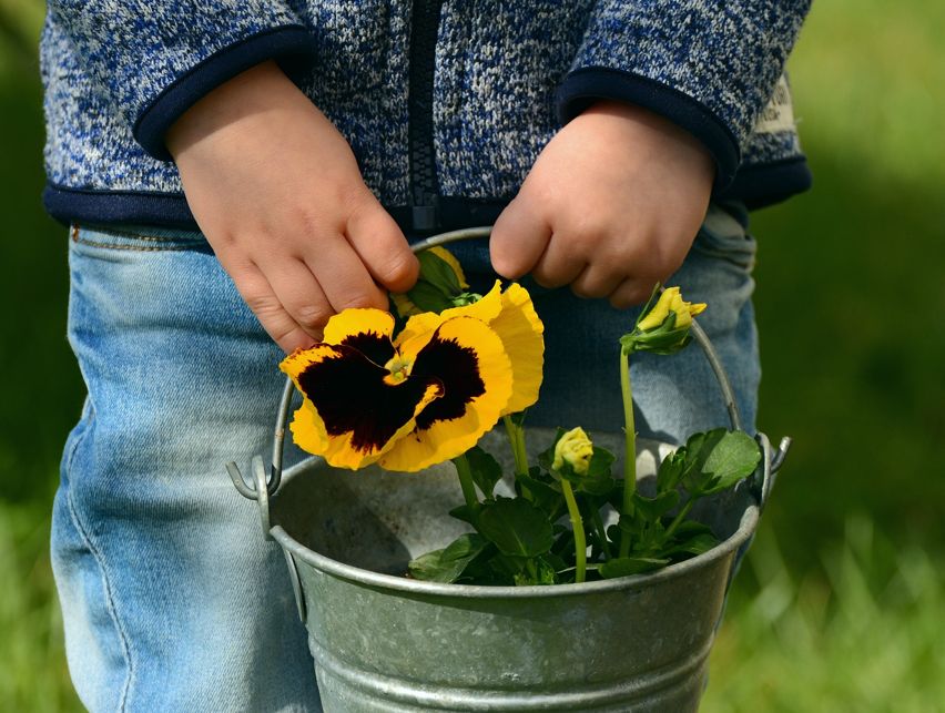 Kinderhände mit Zinkkübel mit Blume