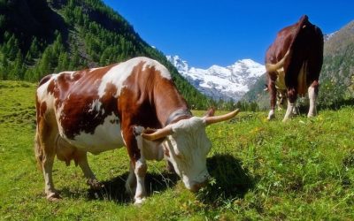 Bauernverband fordert bessere Bedingungen für Almwirtschaft