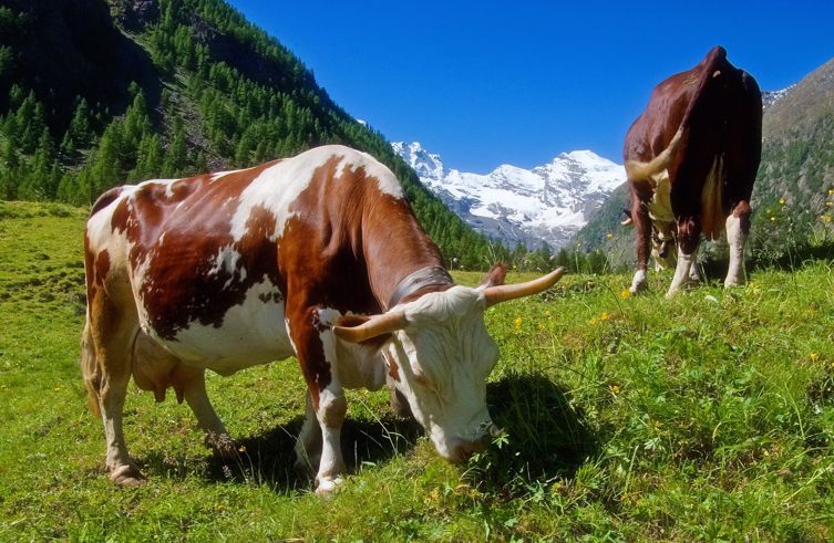 zwei Kühe auf der Weide auf der Alm