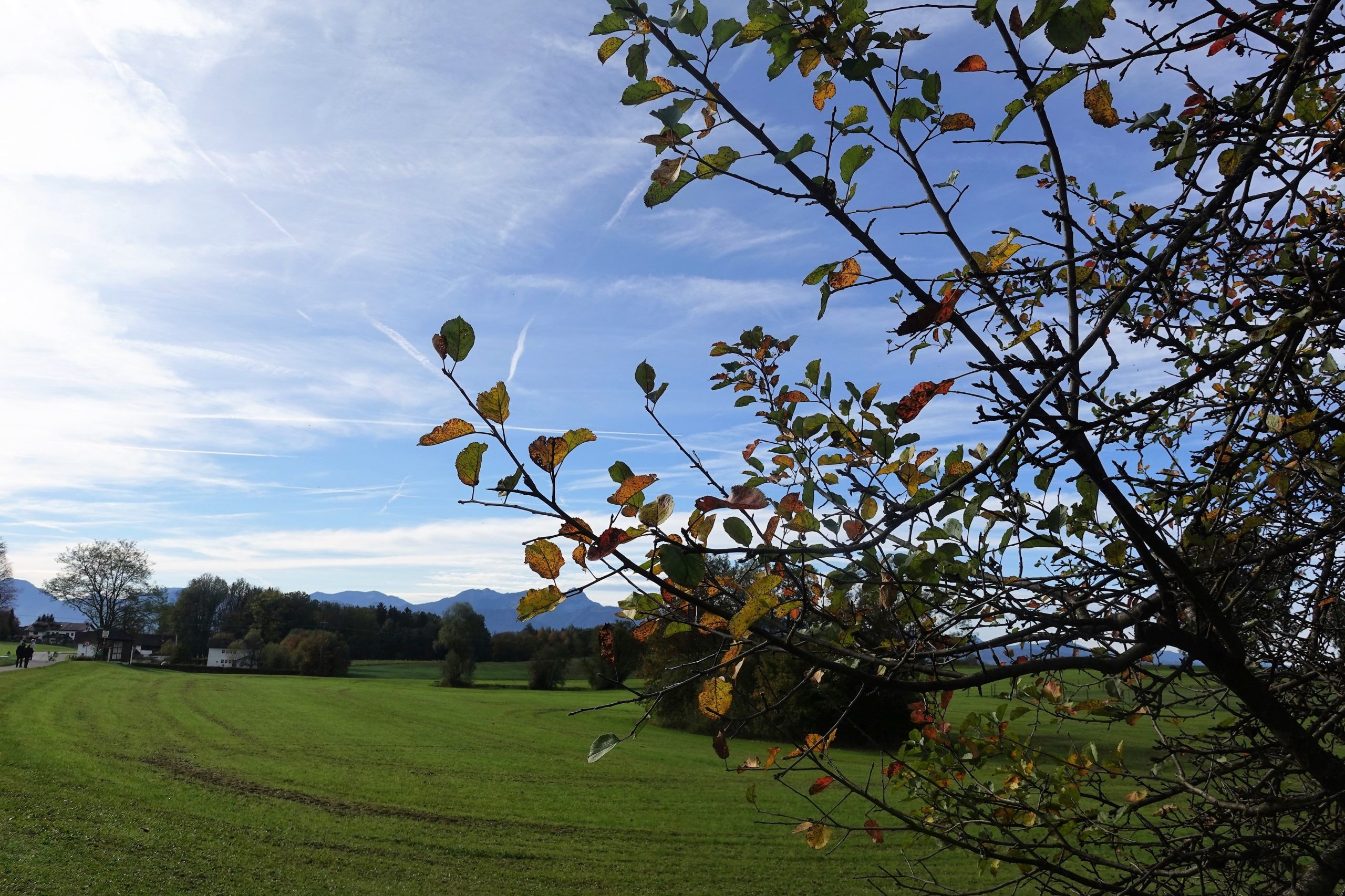 Blick durch Herbstblätter eines Apfelbaums auf die Felder von Leonhardspfunzen in Stephanskirchen im Landkreis Stephanskirchen