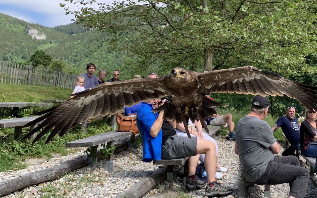 Flugschau in der Falknerei