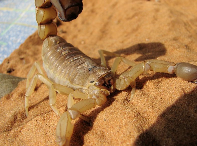 Skorpion auf Sand