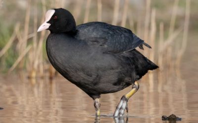 Vogelgrippe erreicht Landkreis Rosenheim