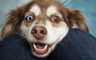 In Rosenheim steht die Hundesteuer an