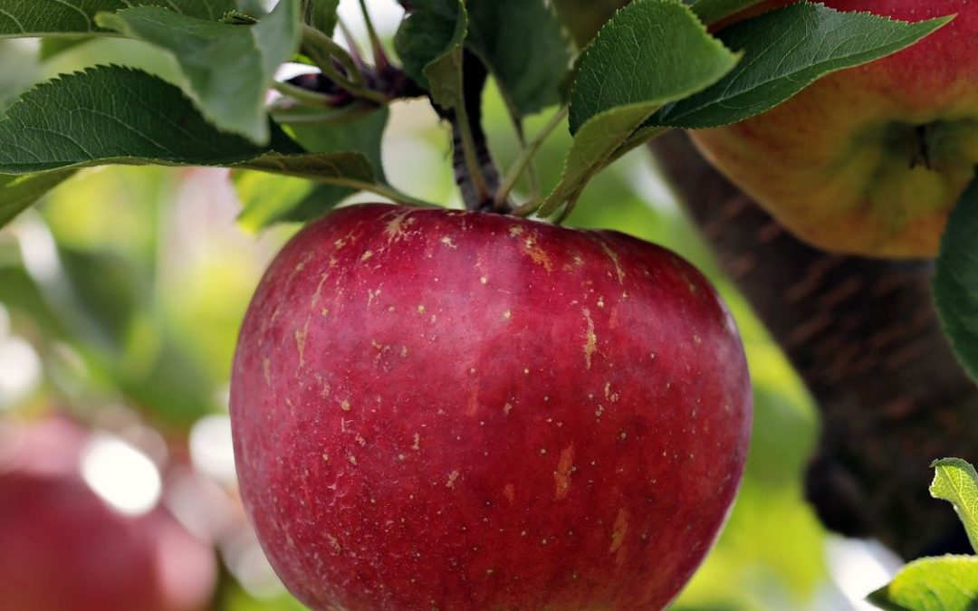 Bayerns Streuobstwiesen: Früchte nutzen, Kulturgut erhalten