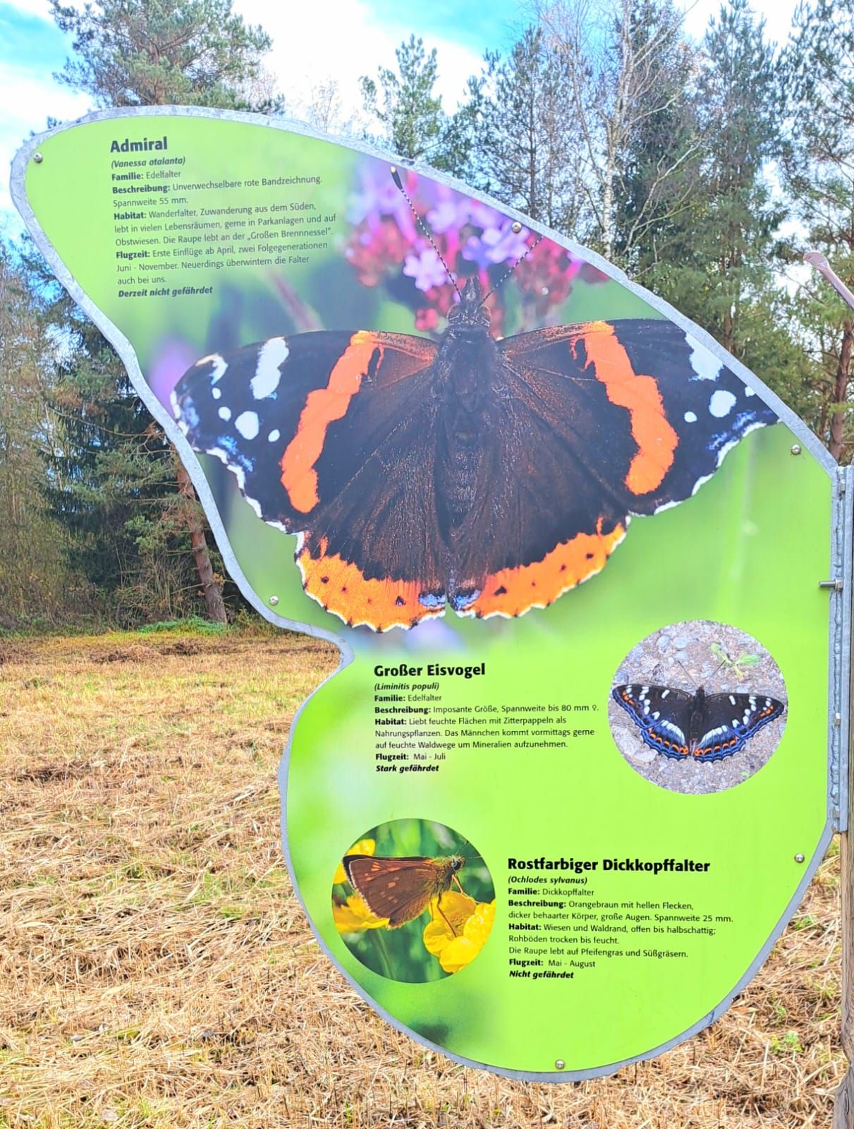 Infotafel Schmetterling in der Nicklheimer Filzn