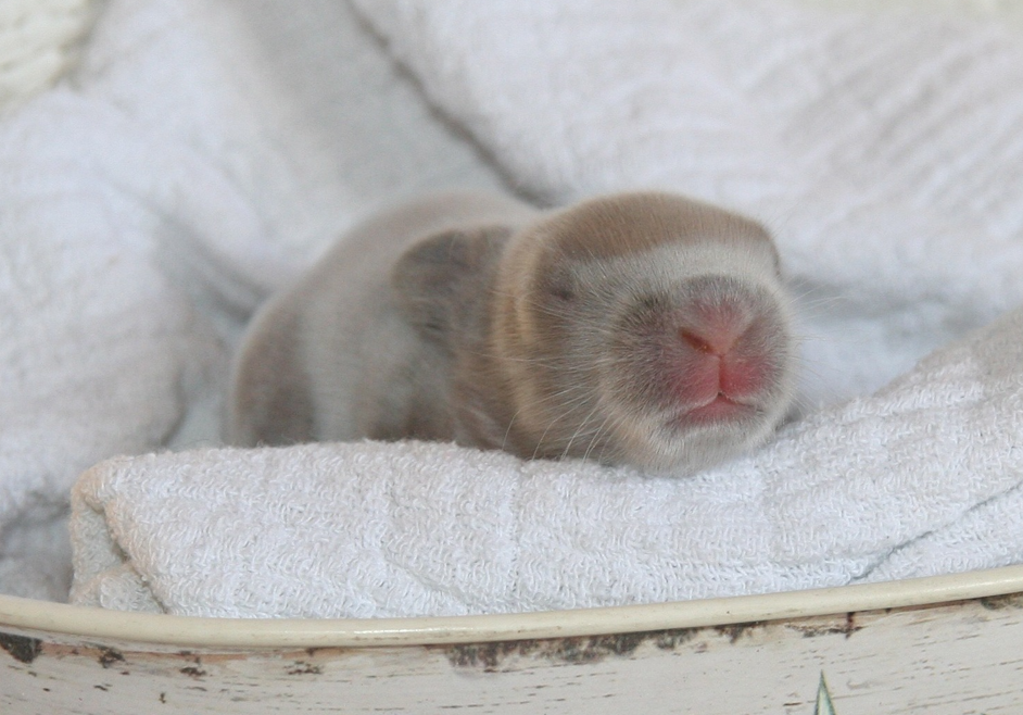 Babykaninchen - erst wenige Tage alt auf weißer Decke
